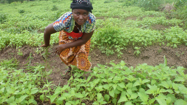 Sierra Leone SNAP Empowers Farmers to Increase Yields and Curb ...