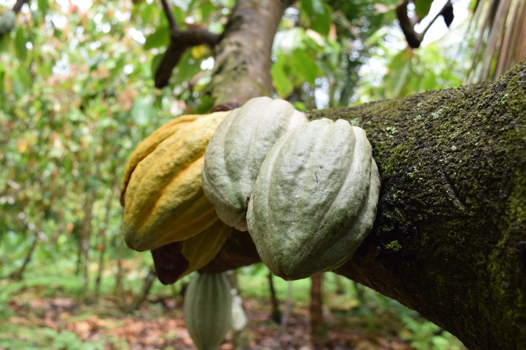 Jamaican Cocoa Farmers Sell to World’s Best Chocolatiers - ACDI/VOCA