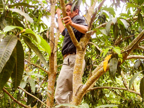 ACDI/VOCA Volunteer Helps Mango Farmers Improve Productivity - ACDI/VOCA