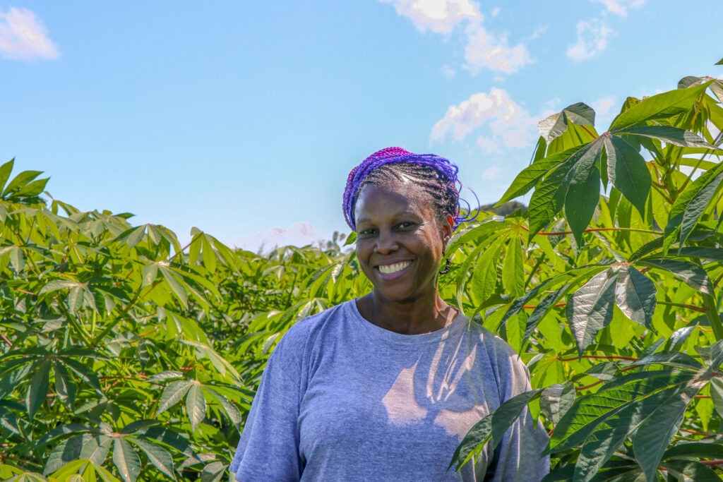 Cassava Farmers Join in Red Stripe Beer's Jamaican Pride & Profits ...