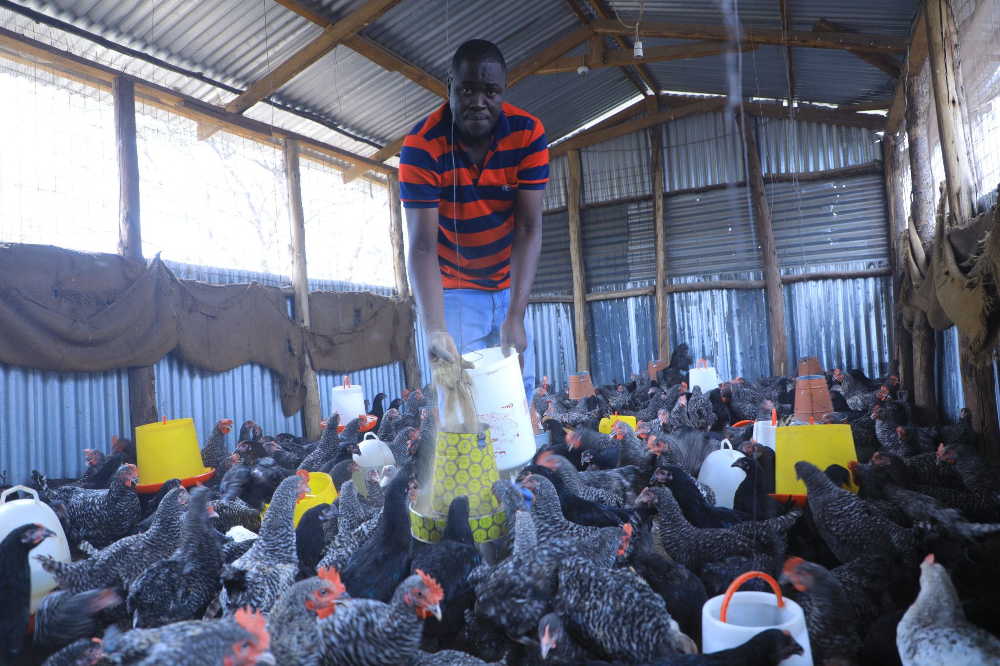 business plan for poultry farming in kenya pdf