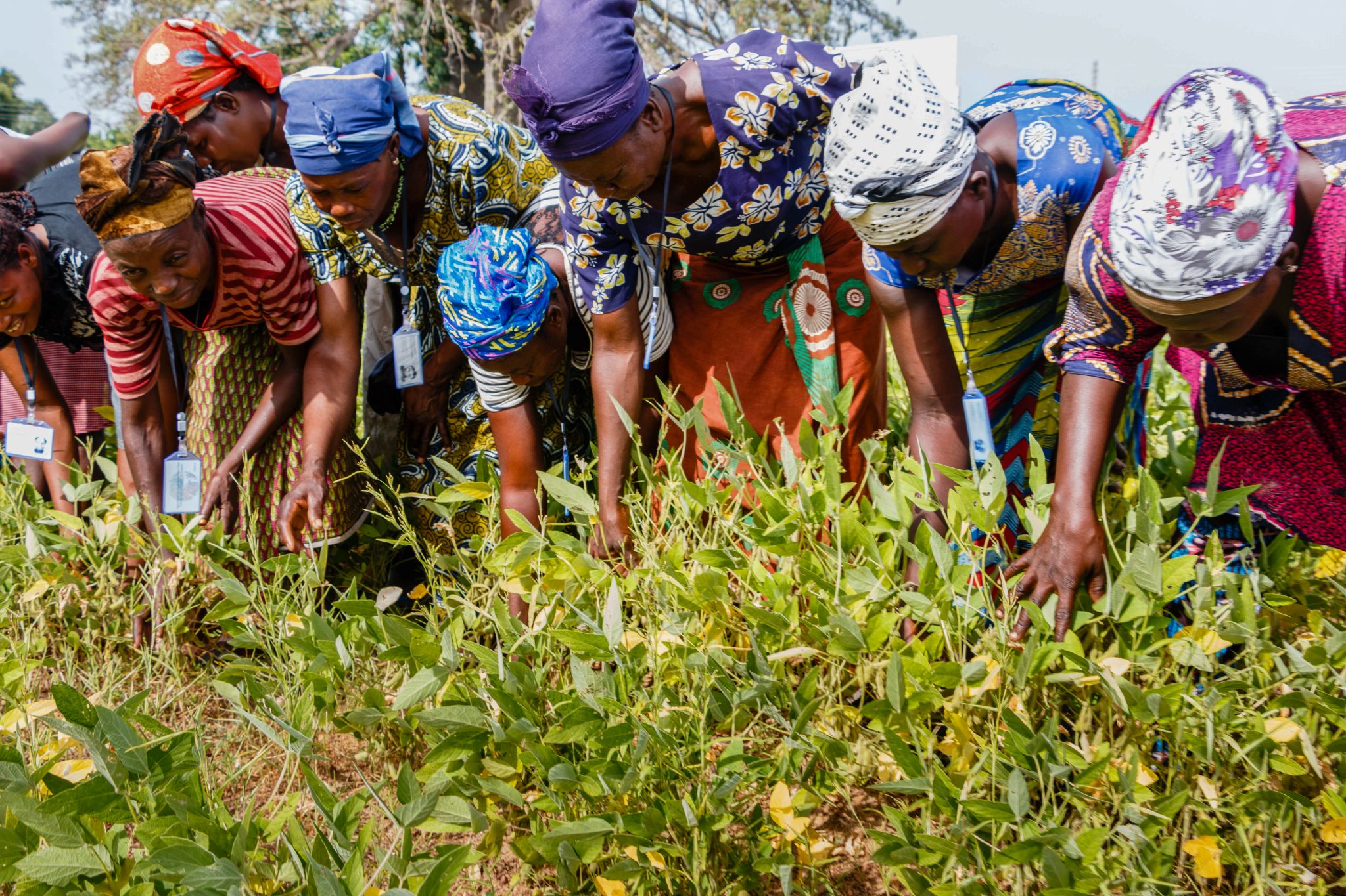 ACDI/VOCA Awarded The Feed The Future Ghana Market Systems And ...