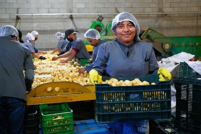 An employee at a potato processing plant supported by the Feed the Future Honduras Sustainable Agribusiness Activity